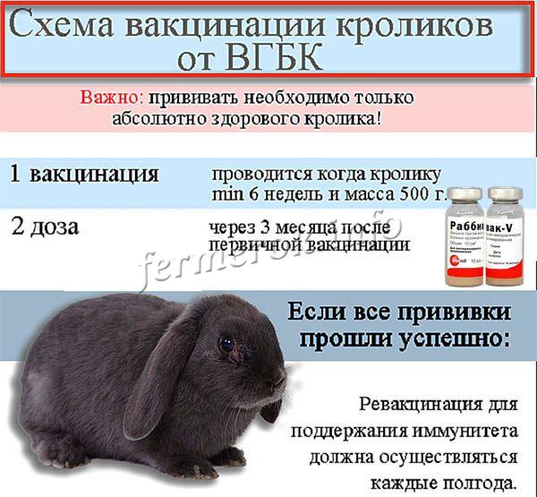 Что человек получает от кролика. Схема вакцинации кроликов Раббивак. Прививки кроликам ГБВК. Схема вакцинации кроликов ассоциированной вакциной. Миксоматоз кроликов схема вакцинации.