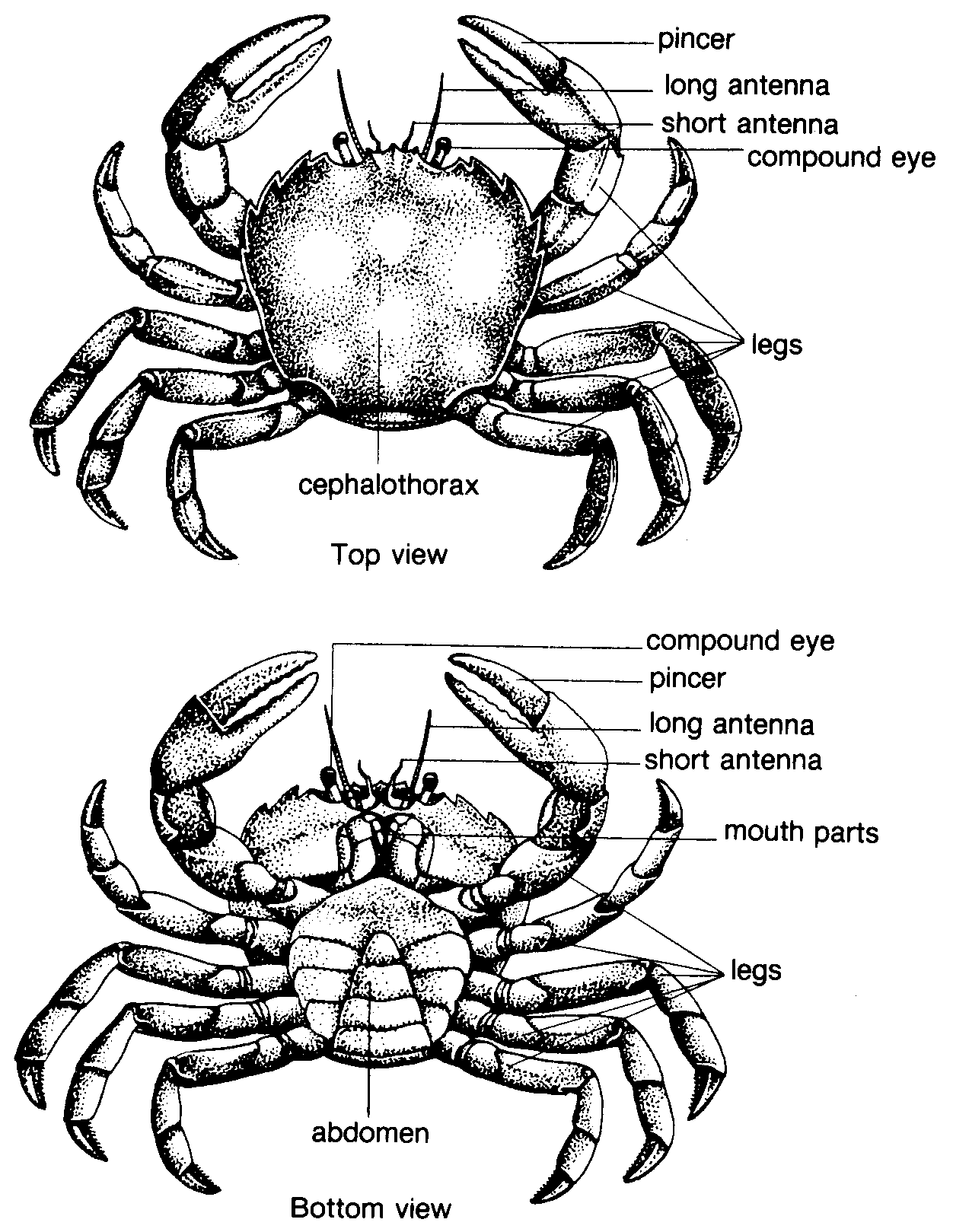 Краб части тела картинки