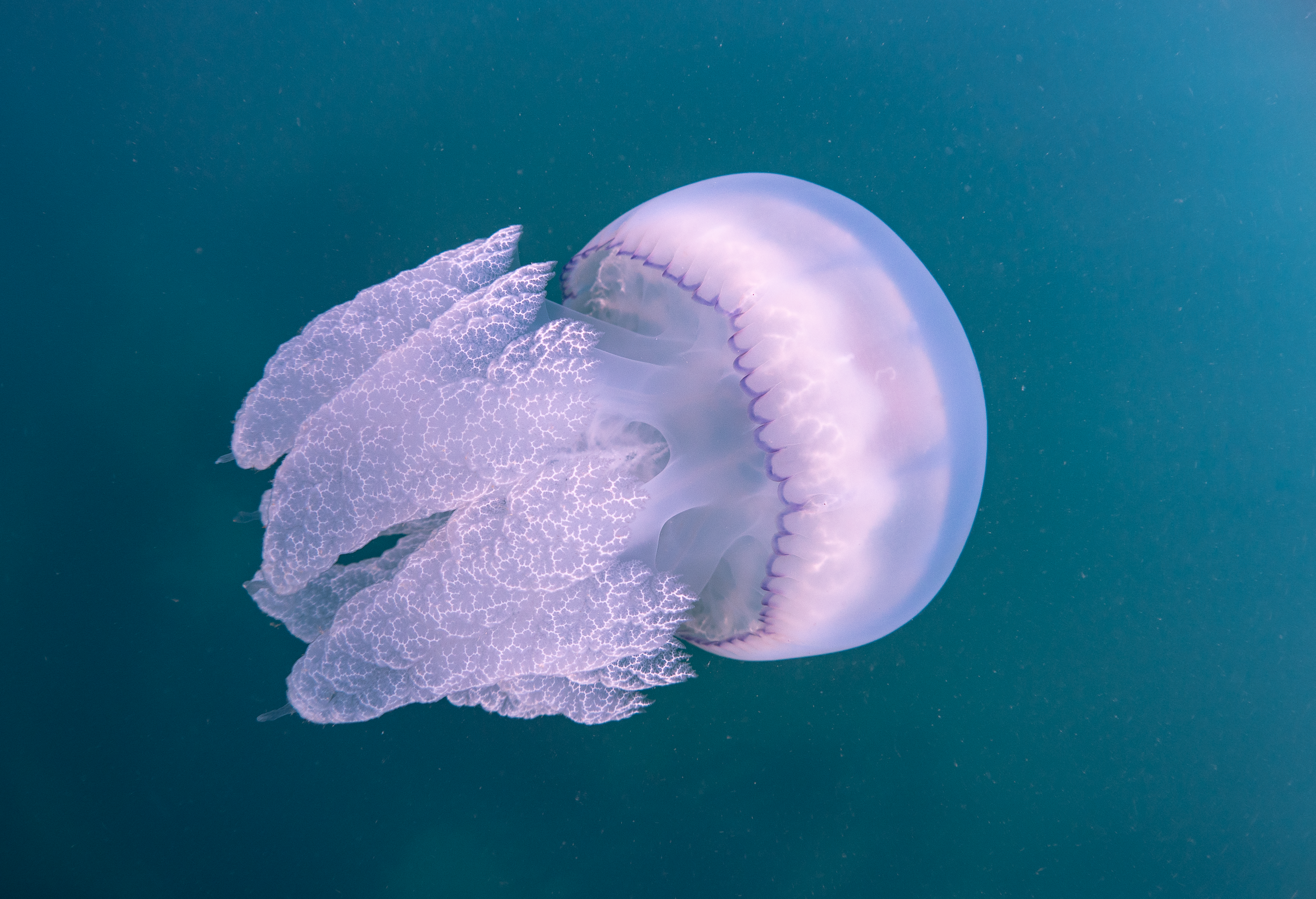 чем опасны медузы черного моря