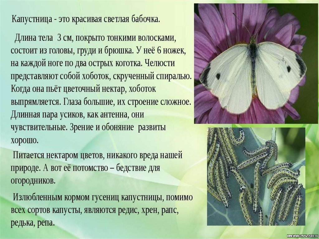 Капустница бабочка. образ жизни и среда обитания капустницы | животный мир