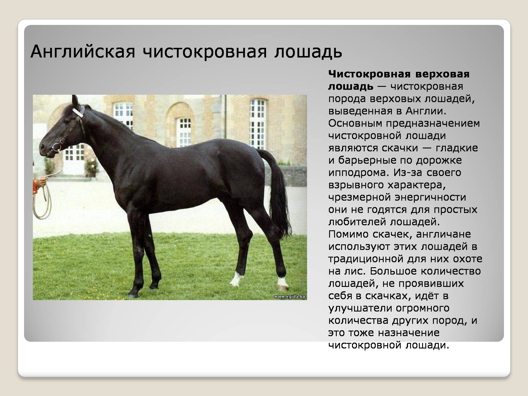 Ганноверская лошадь: фото породы, описание, содержание и разведение