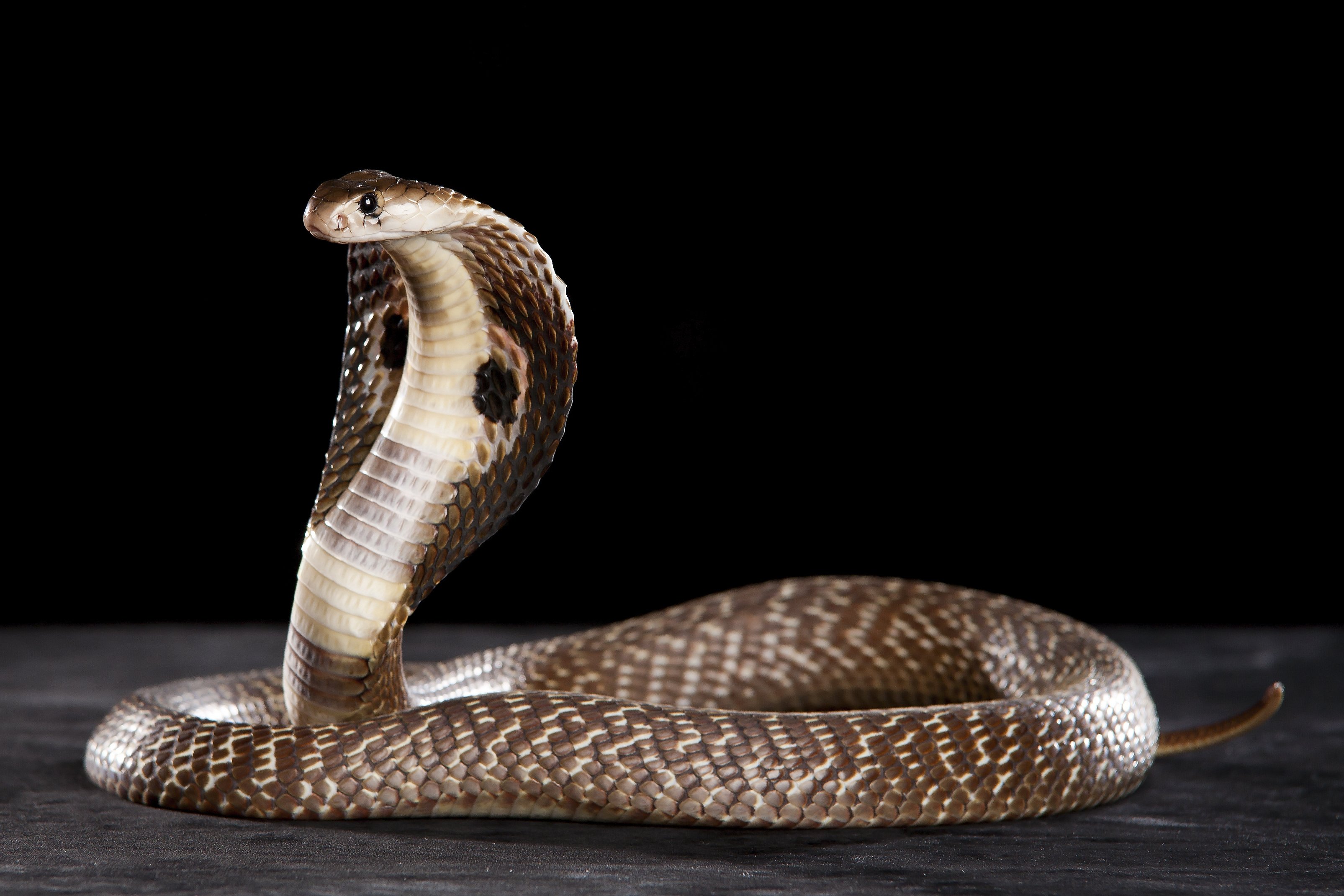 Королевская змея. образ жизни и среда обитания королевской змеи | животный мир