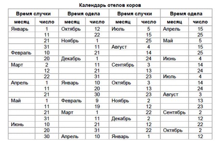 Схема отела коров в числах