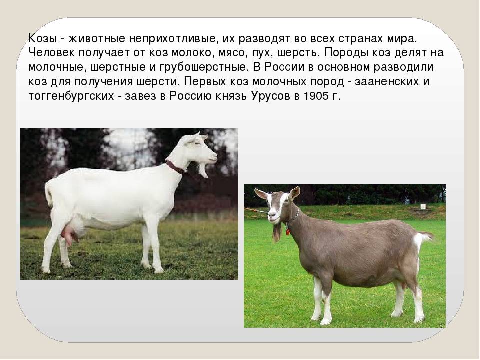 Зааненские козы – фото и описание породы, уход и содержание, видео