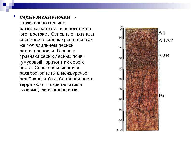 Серая лесная почва рисунок