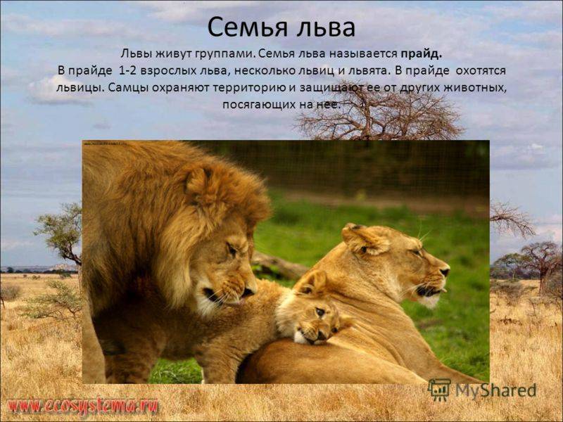 Лев