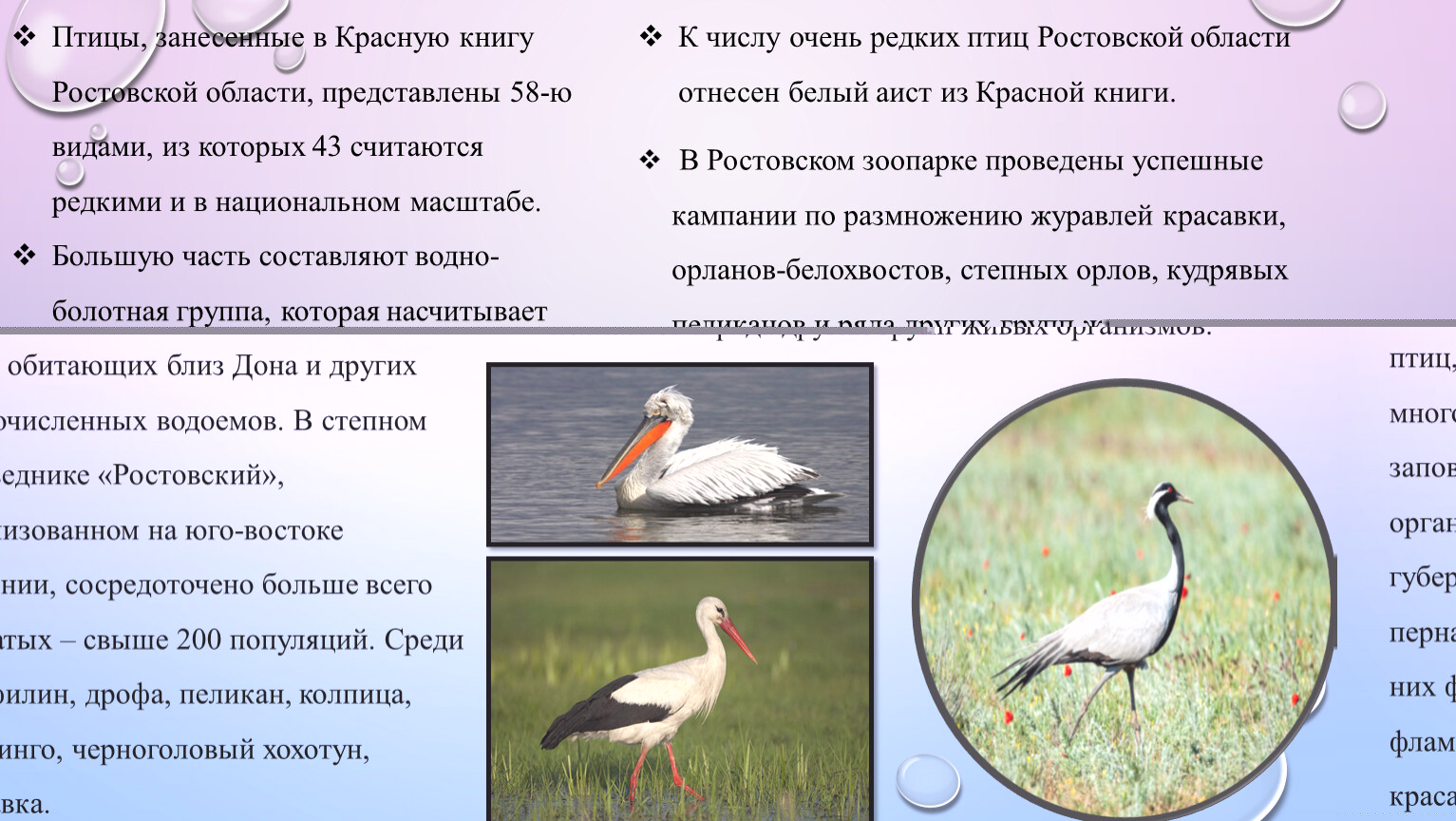 Givotinki.ru. чечётка птица. описание, виды, образ жизни, среда обитания и фото птицы