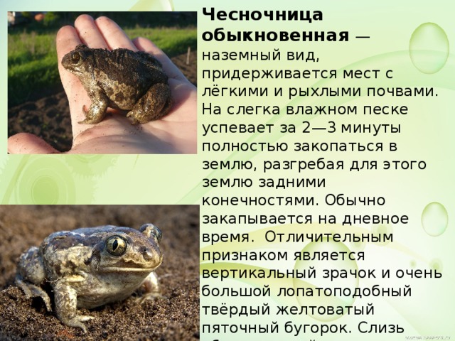 Лягушки (лат. rana)