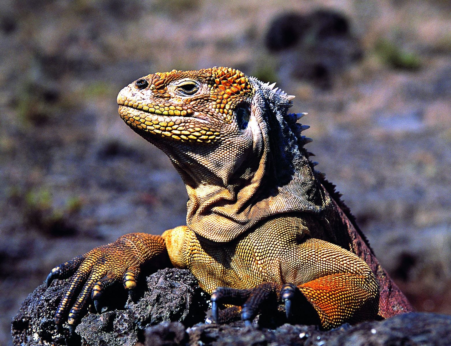 Ящерица туатара гаттерия (лат. sphenodon punctatus). самое древнее из живых пресмыкающихся — гаттерия гаттерия самая древняя из ныне живущих ящериц