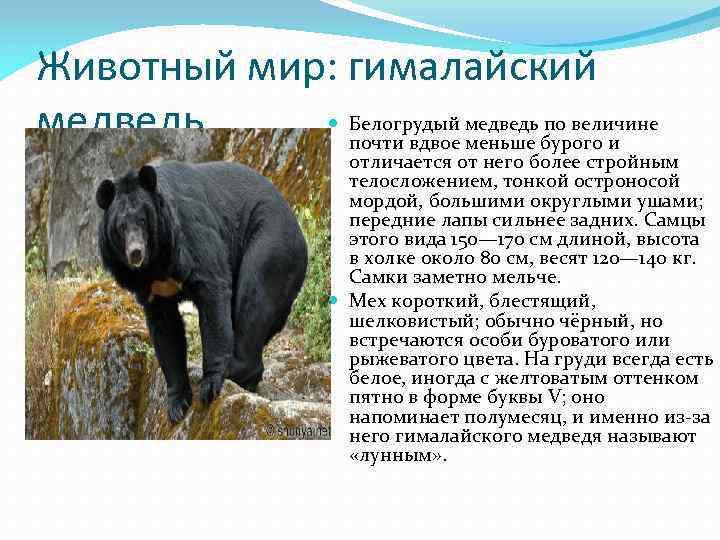 Гималайский медведь: где обитает и как выглядит, образ жизни и питание, фото животного