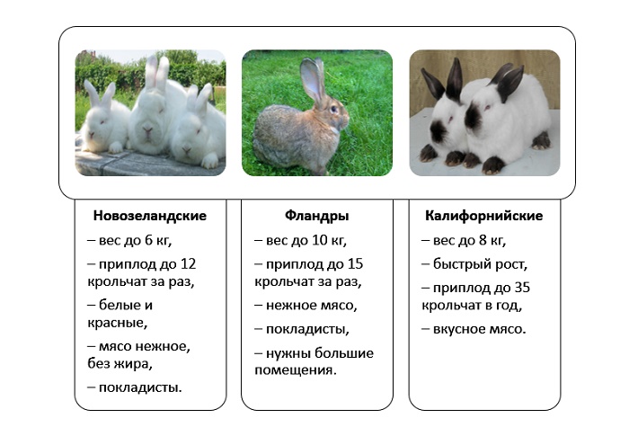 Русский горностаевый кролик: как содержать, преимущества, выбор (видео)