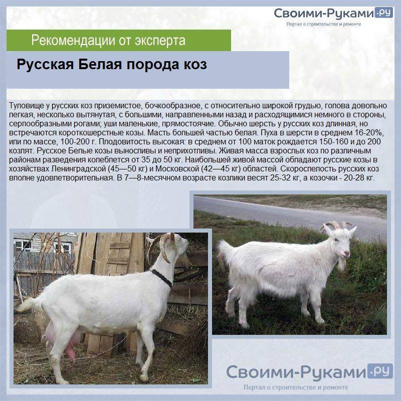 Козы породы ламанча: сколько дает молока, описание характеристики, фото