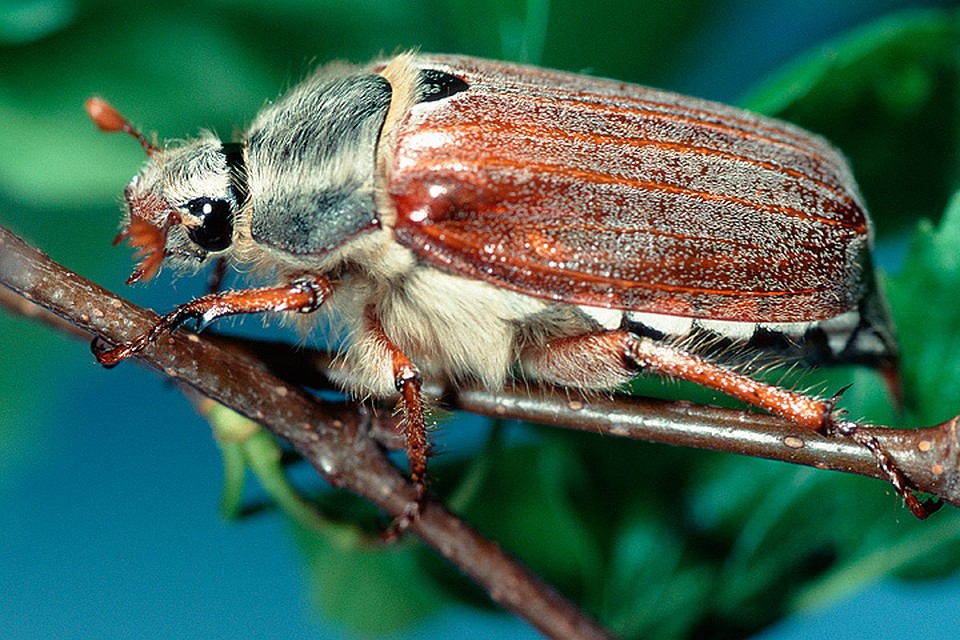 Насекомое майский жук (хрущ): виды, фото. ареал, интересные факты, повадки