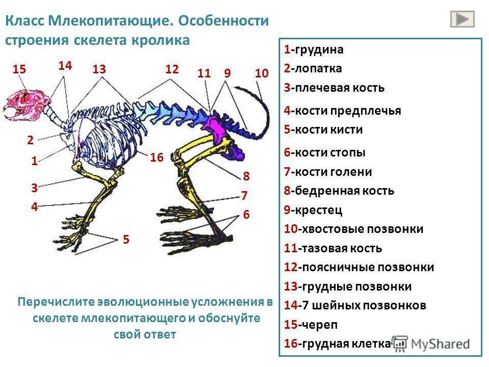 Класс млекопитающие внешнее строение схема