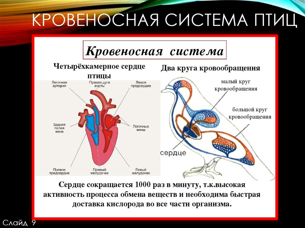 Схема строения сердца птиц