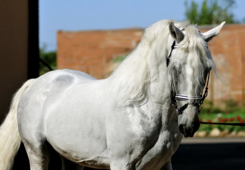 Липицианская лошадь