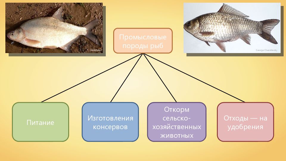 Промысловые рыбы 7 класс. Промысловые рыбы. Промысловые рыбы презентация. Питание рыб.