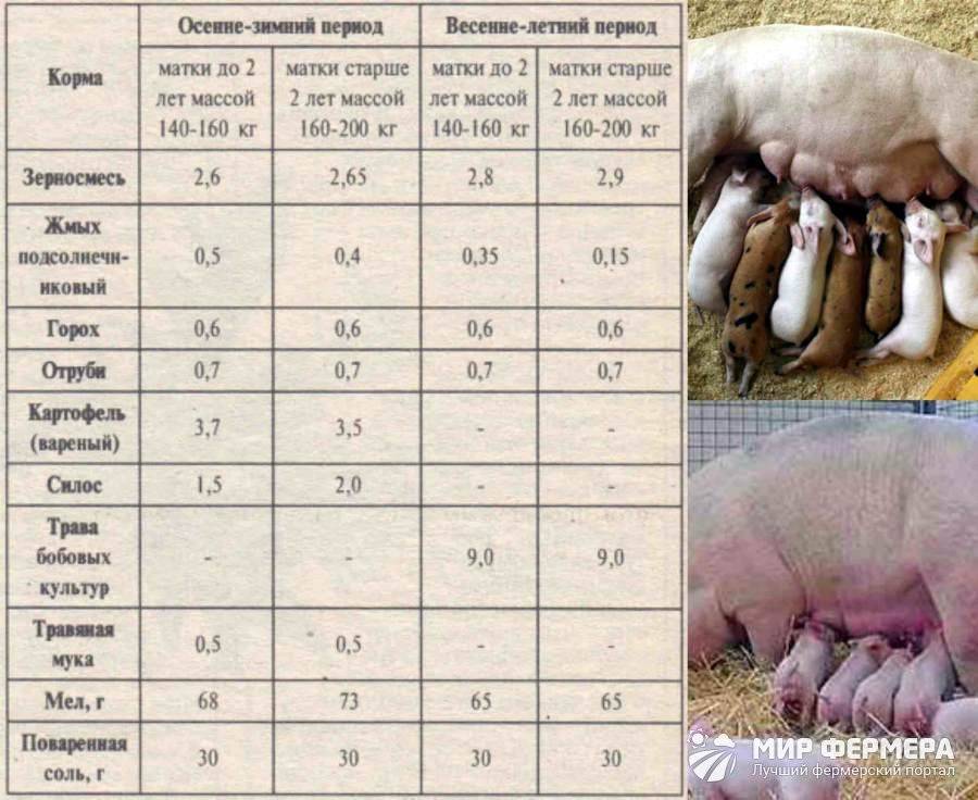 Сколько опоросов у свиньи