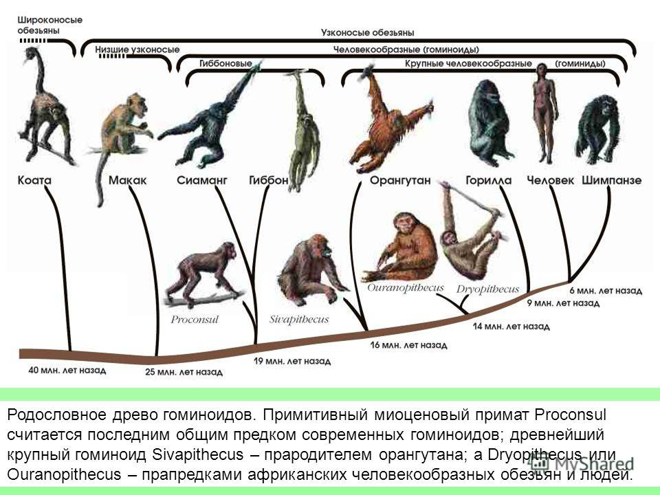 Приматы какое развитие. Схема эволюционного развития приматов. Эволюционный путь развития приматов схема. Филогенетическое Древо высших приматов. Эволюционное Древо человека и обезьян.
