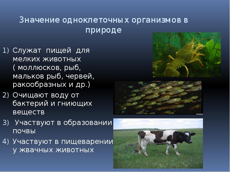 Растение служит пищей животным. Значение одноклеточных организмов. Одноклеточные организмы в природе. Роль одноклеточных животных в природе. Роль одноклеточных организмов в природе.