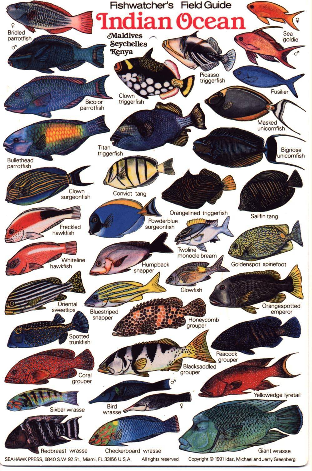 Рыбы красного моря каталог фото с названиями