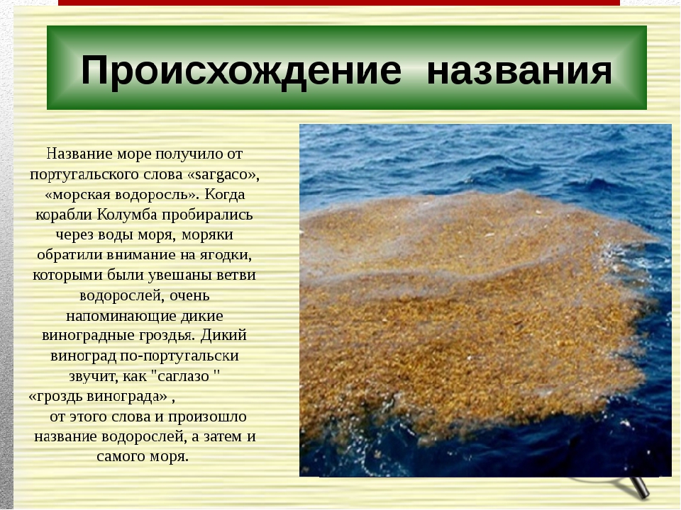 Какое название имеет море без берегов. Саргассово море водоросли саргассум. Саргассово море презентация. Саргассово море доклад. Саргассово море интересные факты.