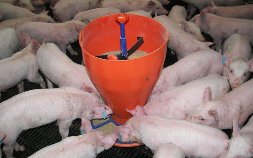 Бункерная кормушка для свиней своими руками: виды и размеры, чертежи и установка