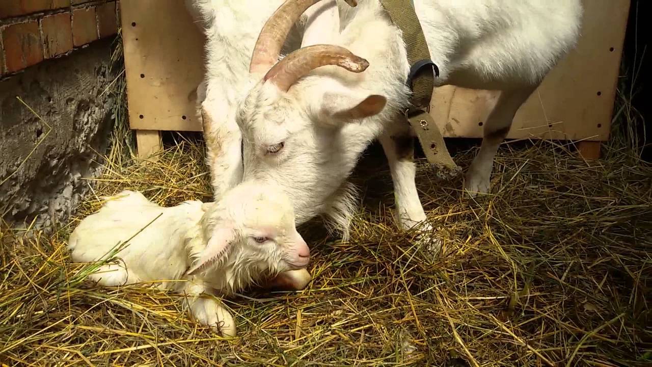 Беременность и признаки скорого окота у козы