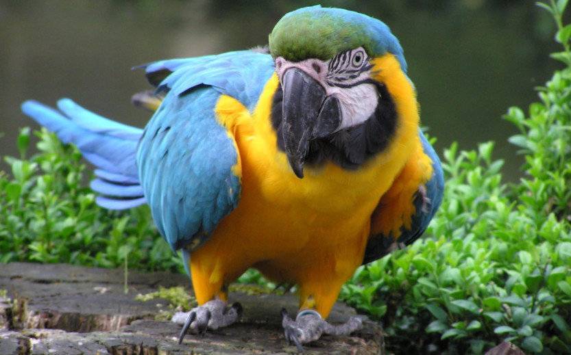 9 самых больших видов попугаев в мире