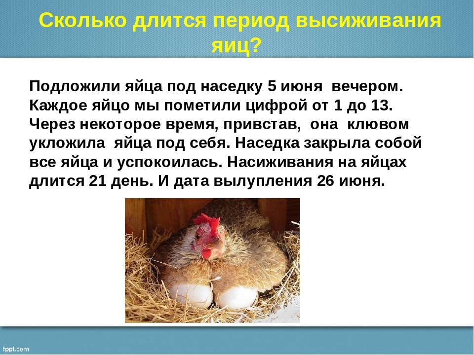Курица наседка (квочка): сколько сидит на яйцах, содержание, уход