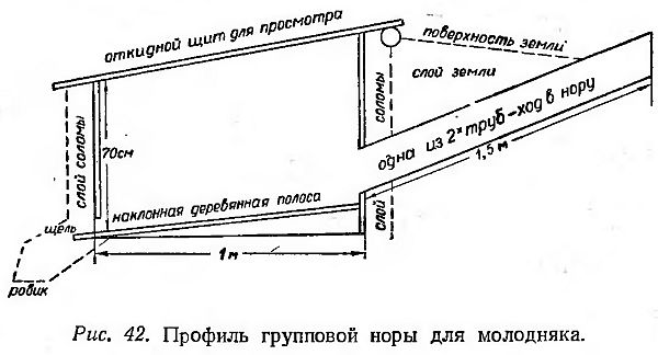 Все о разведение кроликов в ямах: особенности,технология