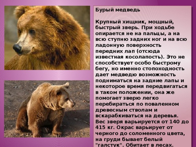 Сочинение на тему камчатский бурый медведь