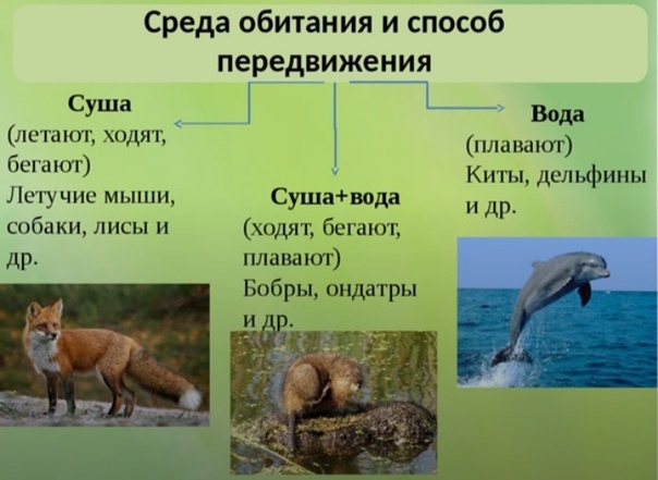 Наземное млекопитающее примеры. Класс млекопитающие среда обитания. Среды жизни млекопитающих. Способы передвижения млекопитающих. Млекопитающие презентация.