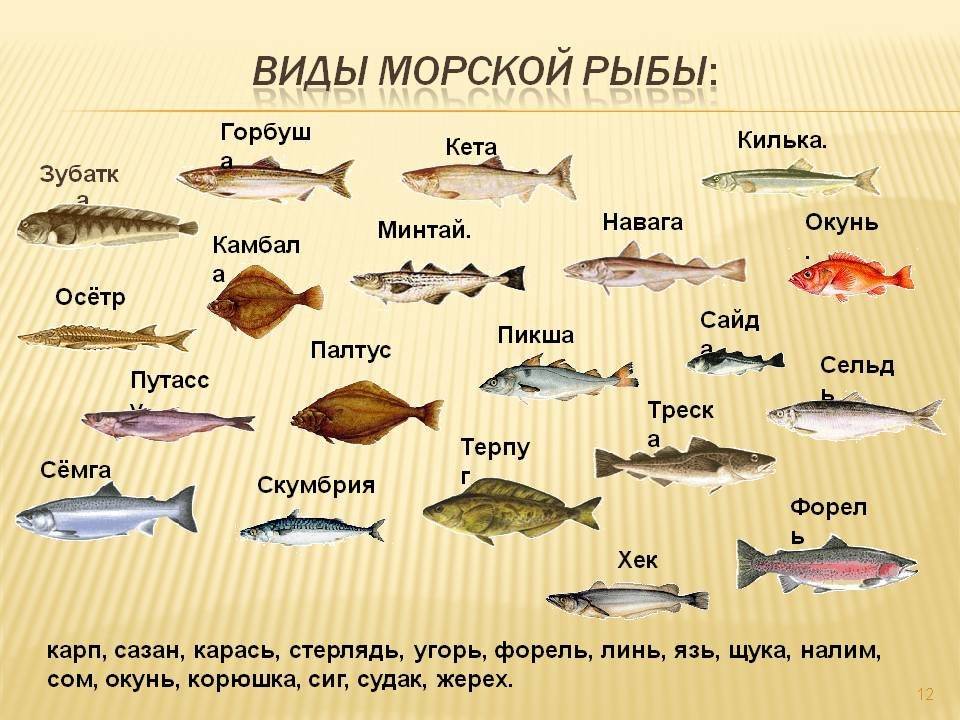 Рыбалка в ярославле и ярославской области — описание местных водоемов, какая рыба водится