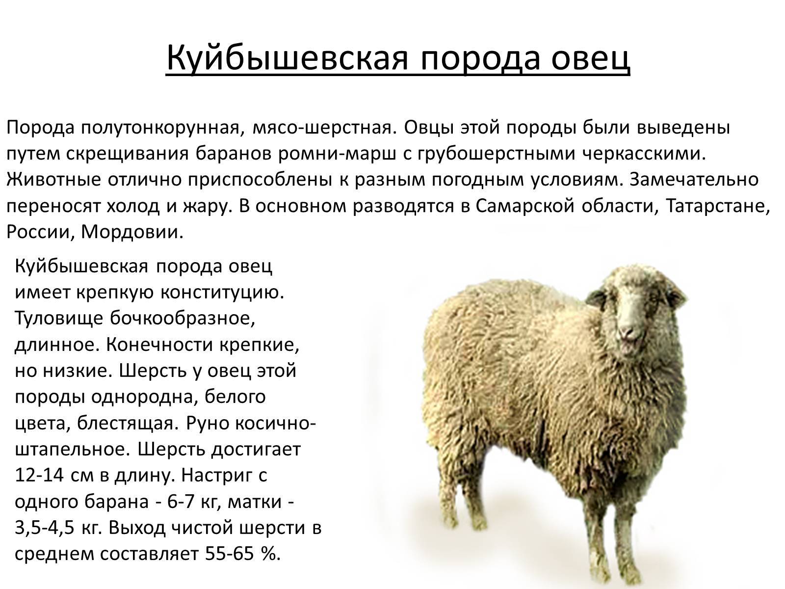 Сколько ягненок надо молока. Куйбышевская порода овец баран. Шерсть Эдильбаевской породы овец. Полутонкорунные породы овец породы. Полутонкорунная порода овец.