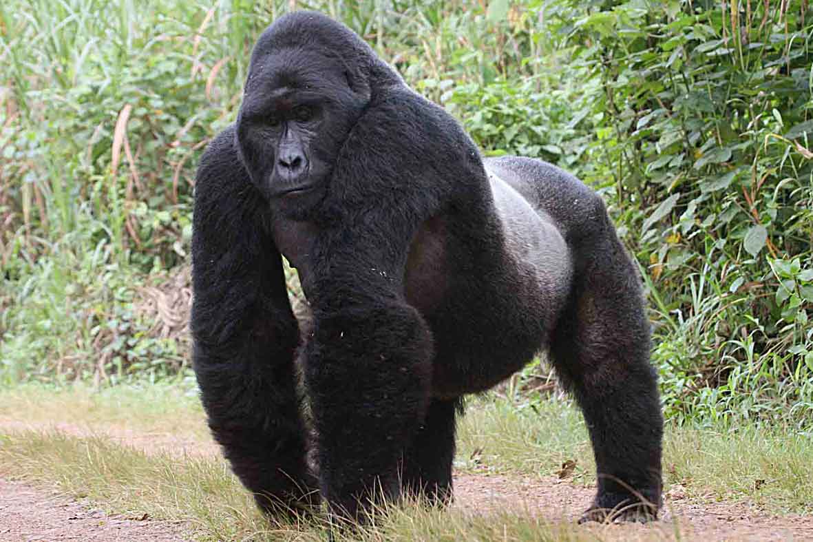 Gorilla animal. Сильвербэк горилла. Восточная Горная горилла. Африканская горилла. Вес горной гориллы.