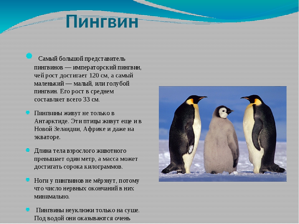 Рассказ про пингвина 1 класс. Интересные факты о пингвинах. Интересные факты перо пингивинов. Факты отпингвинах. Интересное о пингвинах для детей.