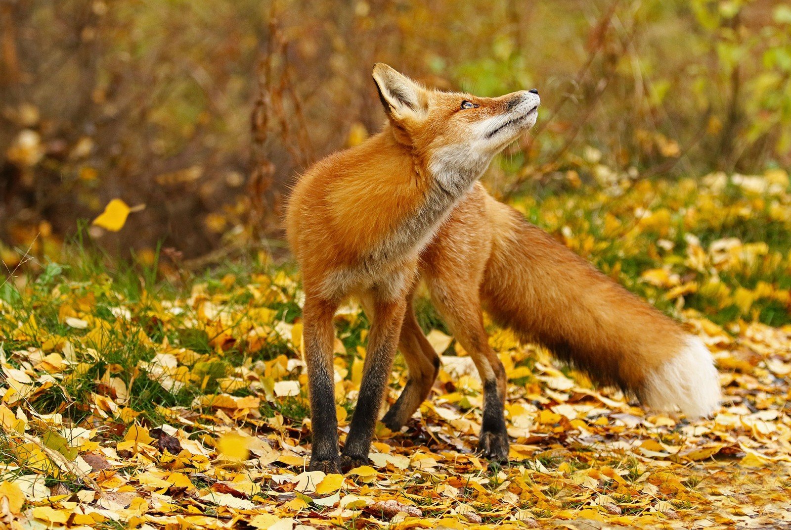 Лисица – описание и виды, фото с названиями, как выглядит и где обитает лиса