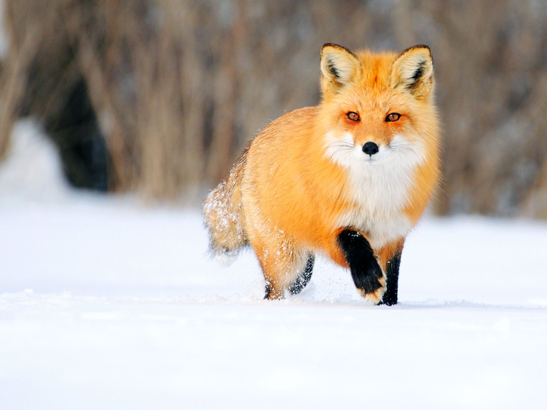 Даже хвост обманщик: почему лиса самое хитрое животное? - зима - info.sibnet.ru