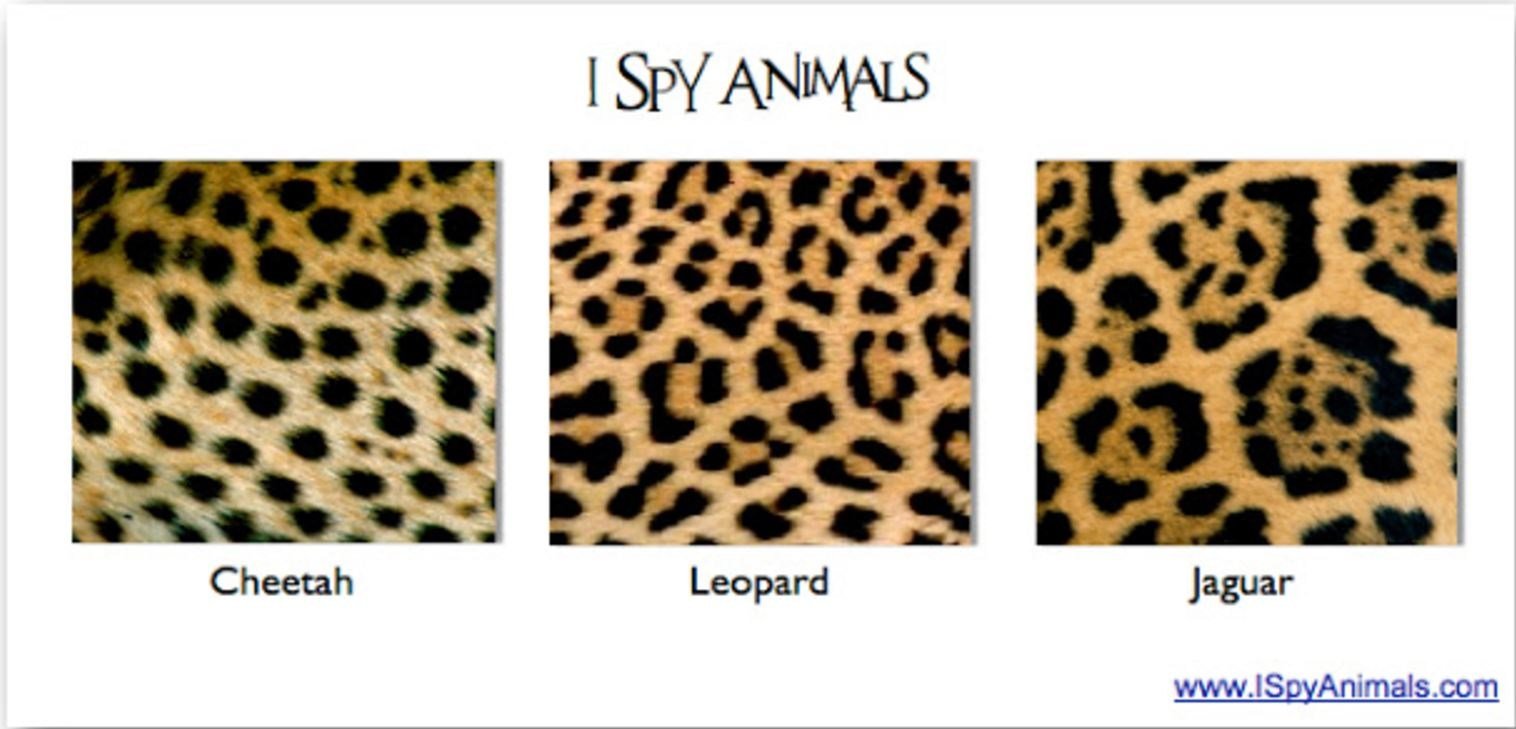 Отличие гепарда от леопарда