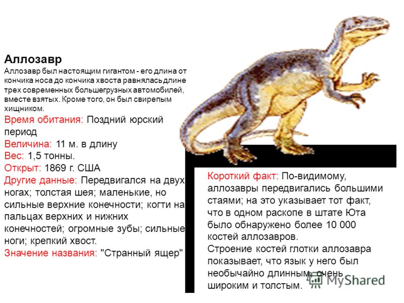 Аллозавр - фото динозавра с описанием, видео, как выглядит и питание