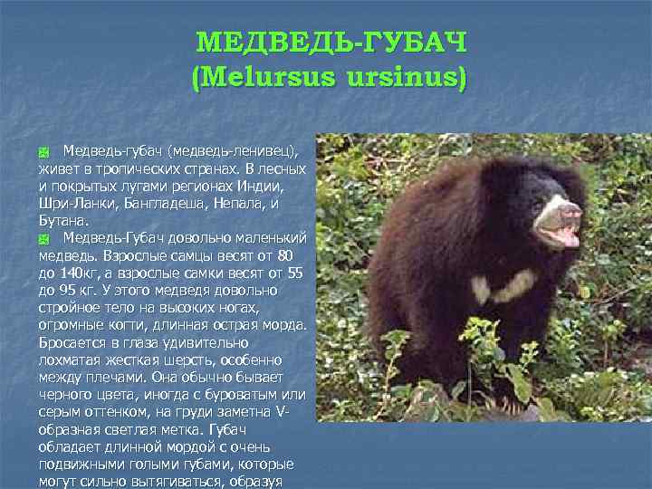 Медведь: сколько лет живет, чем питается и где обитает, виды медведей с фото