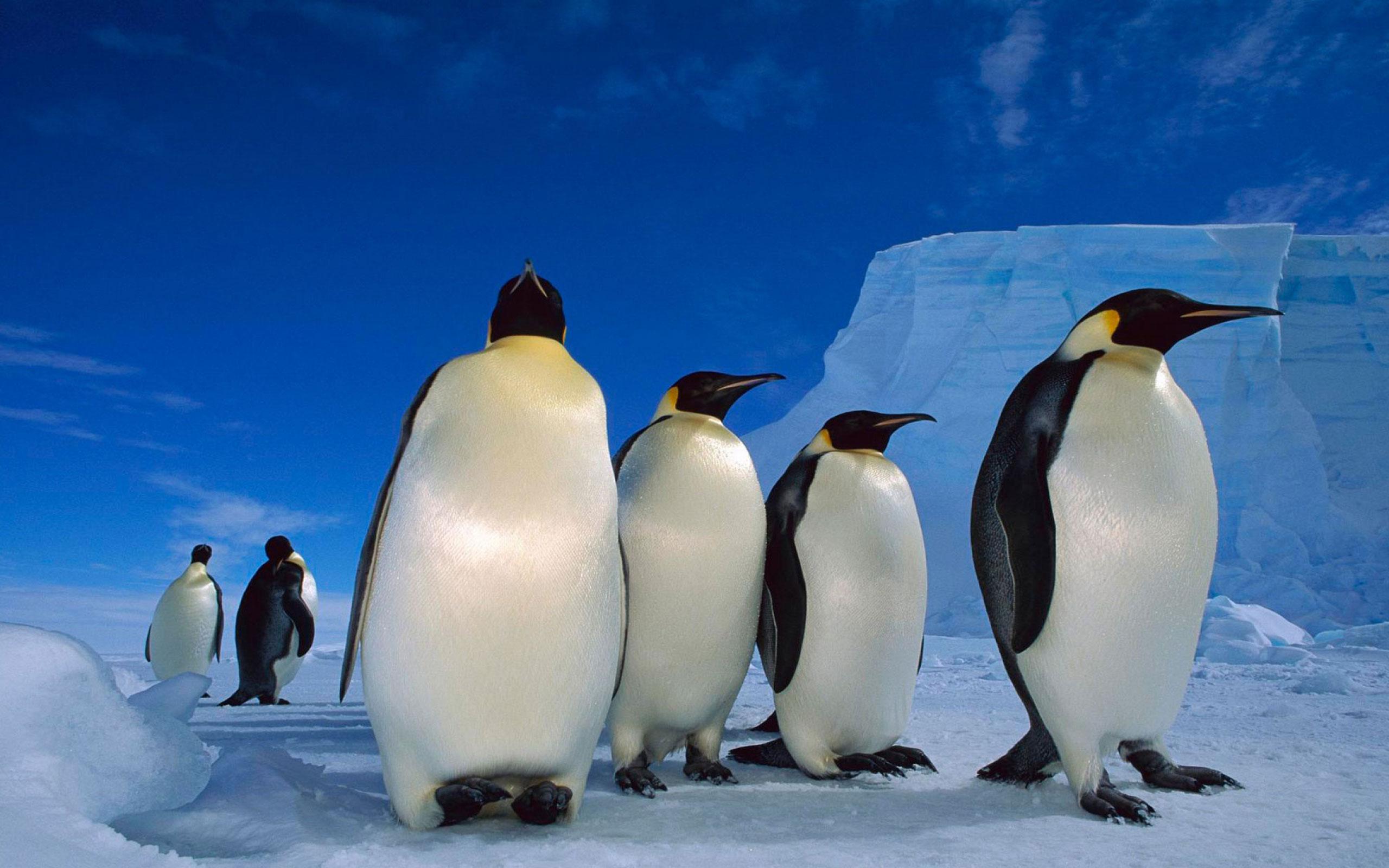 Где есть пингвины. Императорский Пингвин в Антарктиде. Пингвины в Антарктиде. Животные Антарктиды Императорский Пингвин. Антарктический Императорский Пингвин.