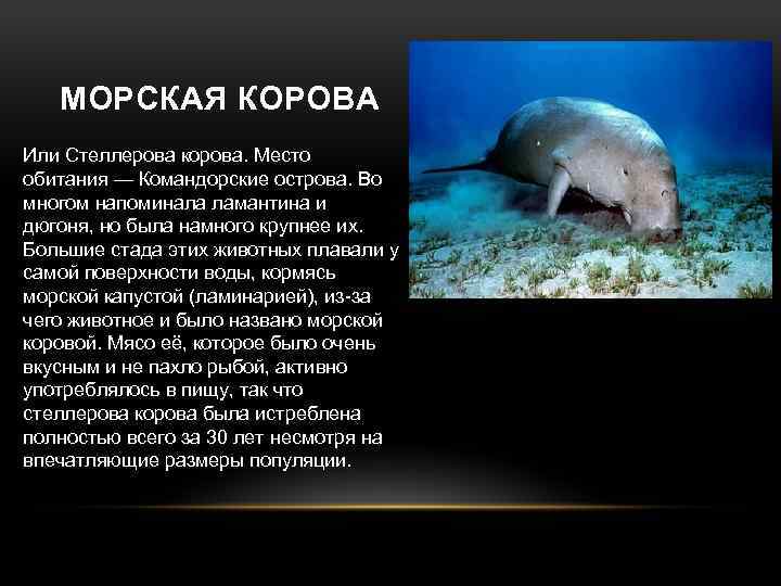 Рассказ о морском животном. Стеллерова морская корова. Морская корова описание из красной книги. Проект Стеллерова корова.