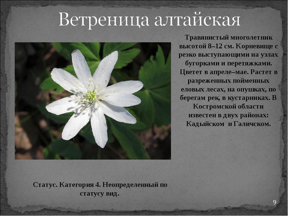 Растения и из красной книги россии фото и описание