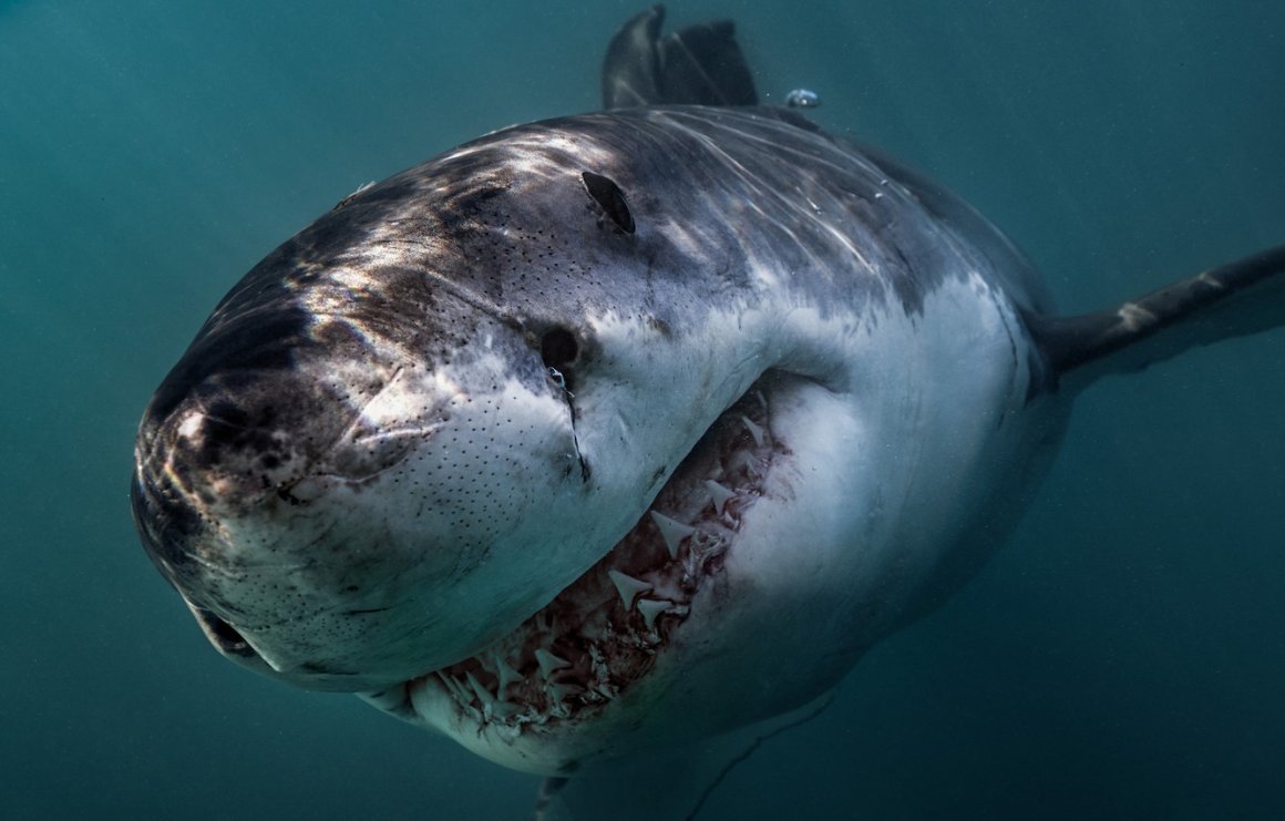 Большая белая акула: фото и описание