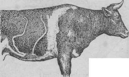 Финноз крупнорогатого скота: особенности заболевания, методы лечения, симптоматика