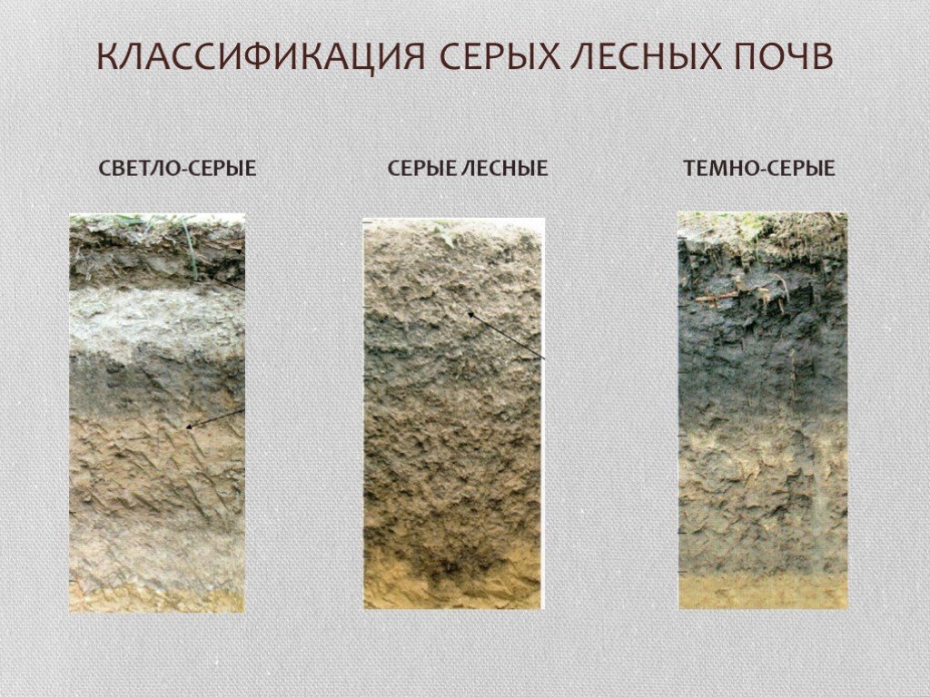 Серые лесные почвы северной лесостепи: строение, структура