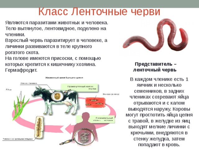 Подготовьте проект паразитические черви признаки заражения и меры профилактики заболеваний