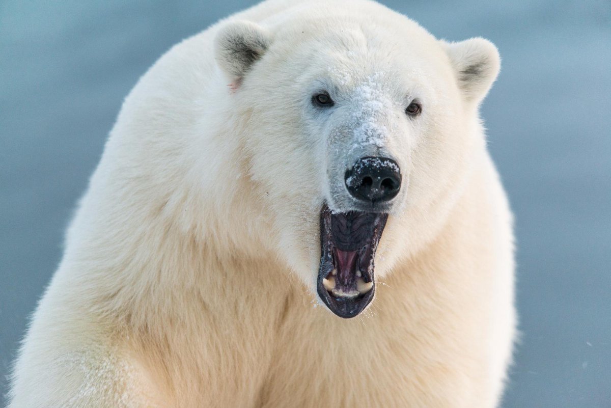 Белый медведь на Чукотке